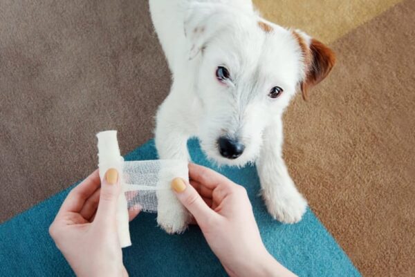 How to Care for Your Dog’s Wound as a Pet Parent? 